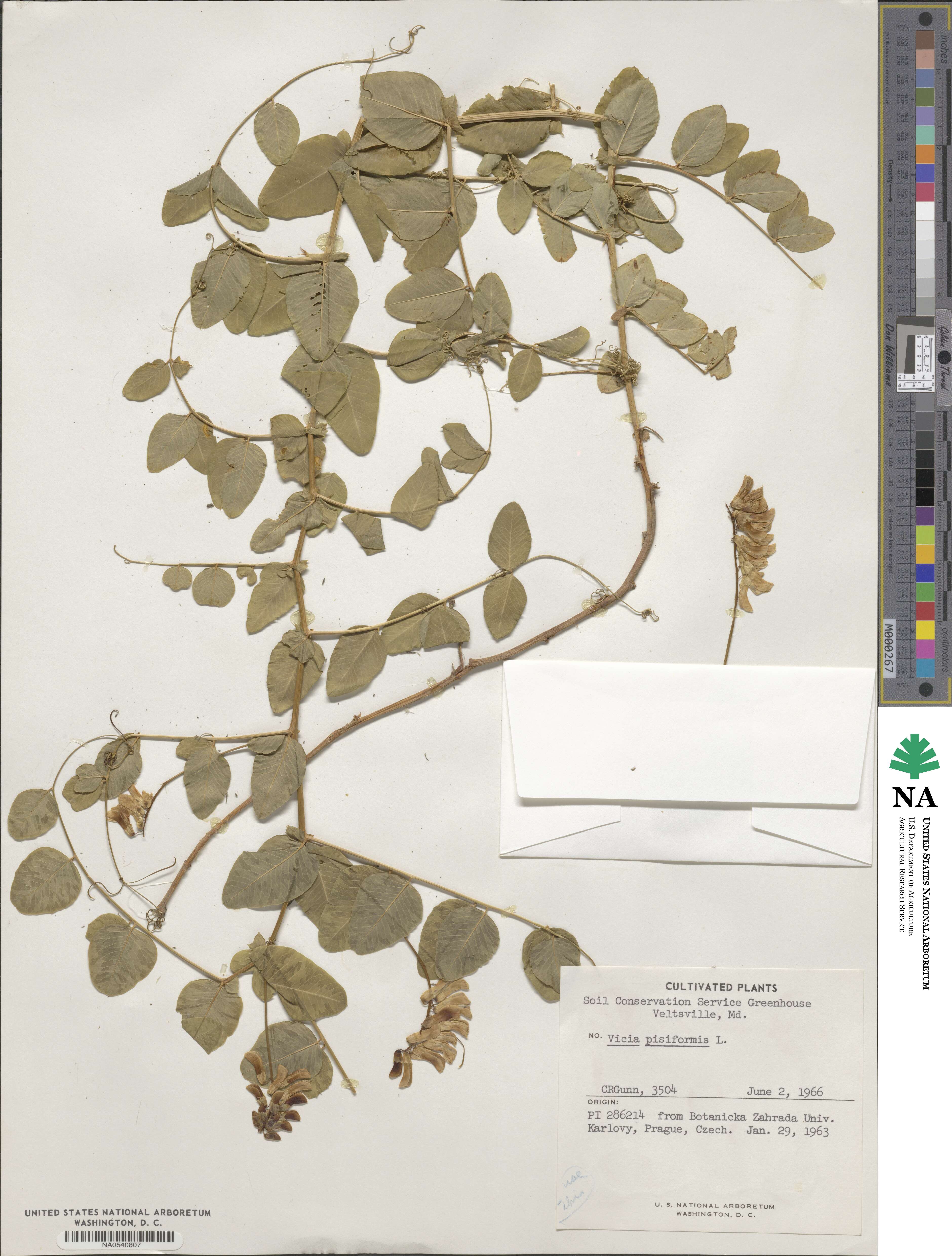 Vicia pisiformis image