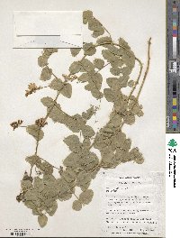 Vicia pisiformis image