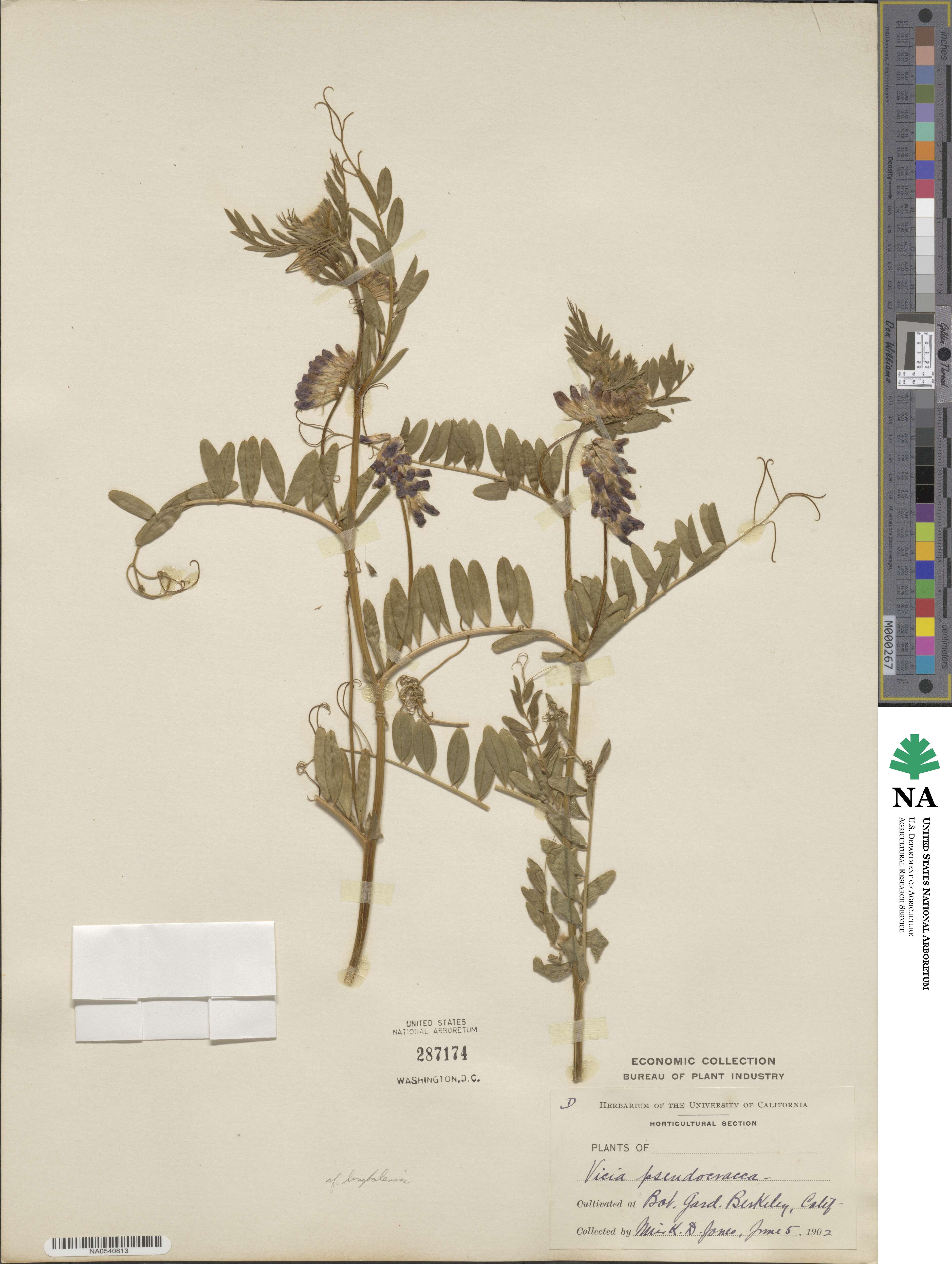 Vicia villosa subsp. ambigua image