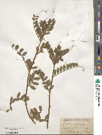 Vicia sativa image