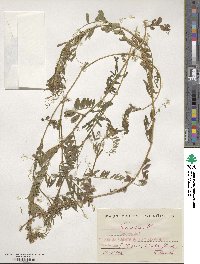 Vicia sativa image