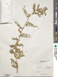 Vicia sativa image