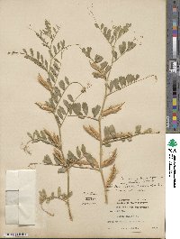 Vicia sativa image