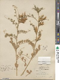 Vicia sativa image