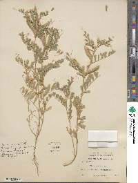 Vicia sativa image