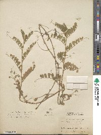 Vicia sativa image