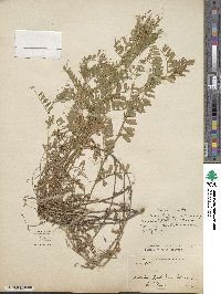 Vicia sativa image