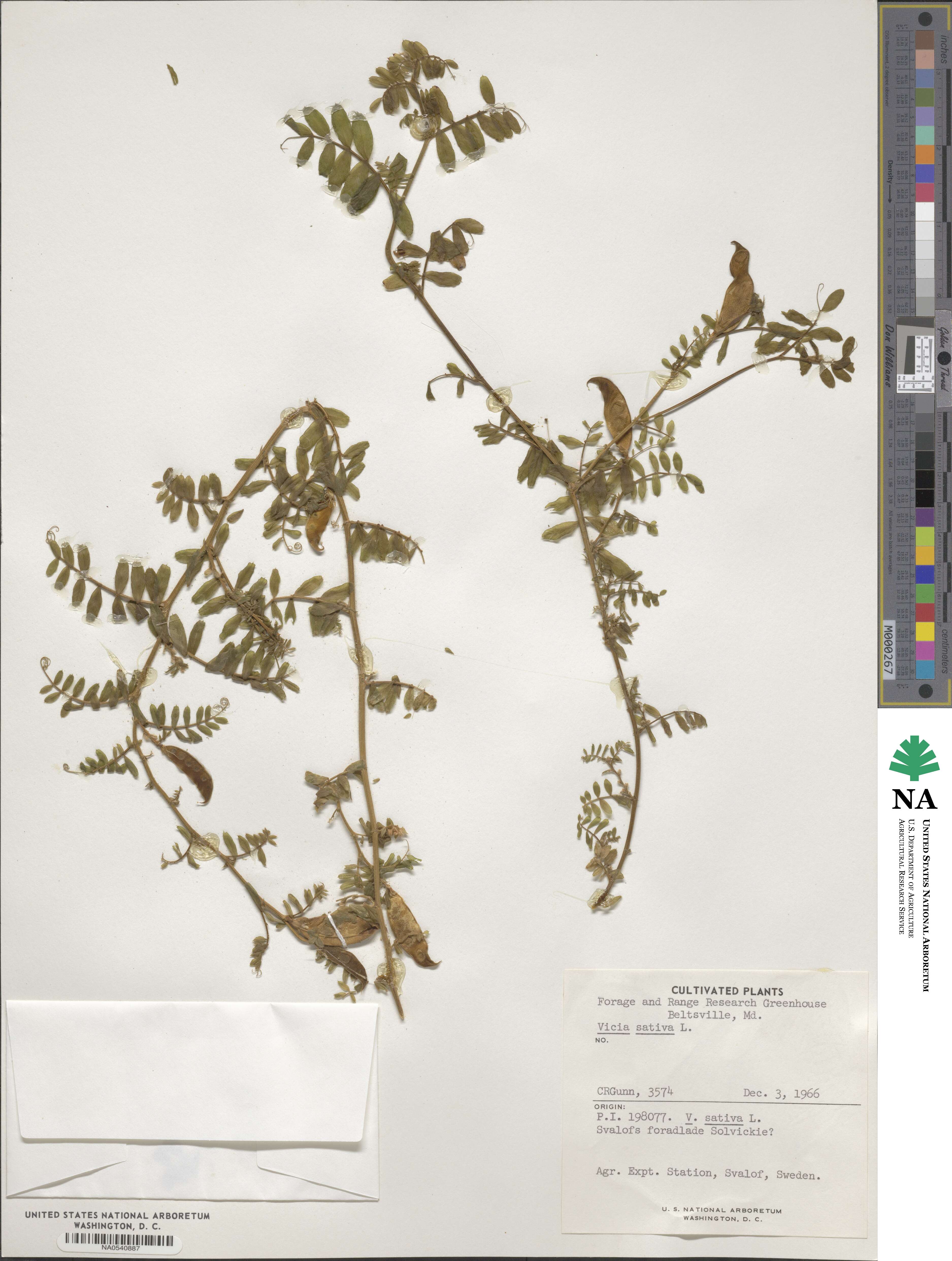 Vicia sativa image