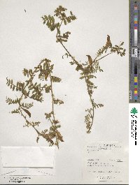 Vicia sativa image