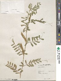 Vicia sativa image