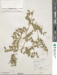 Vicia sativa image