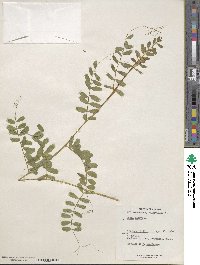 Vicia sativa image