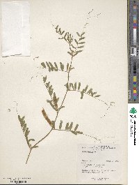 Vicia sativa image