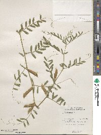 Vicia sativa image