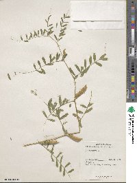 Vicia sativa image