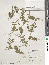 Vicia sativa image