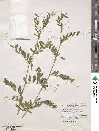 Vicia sativa image