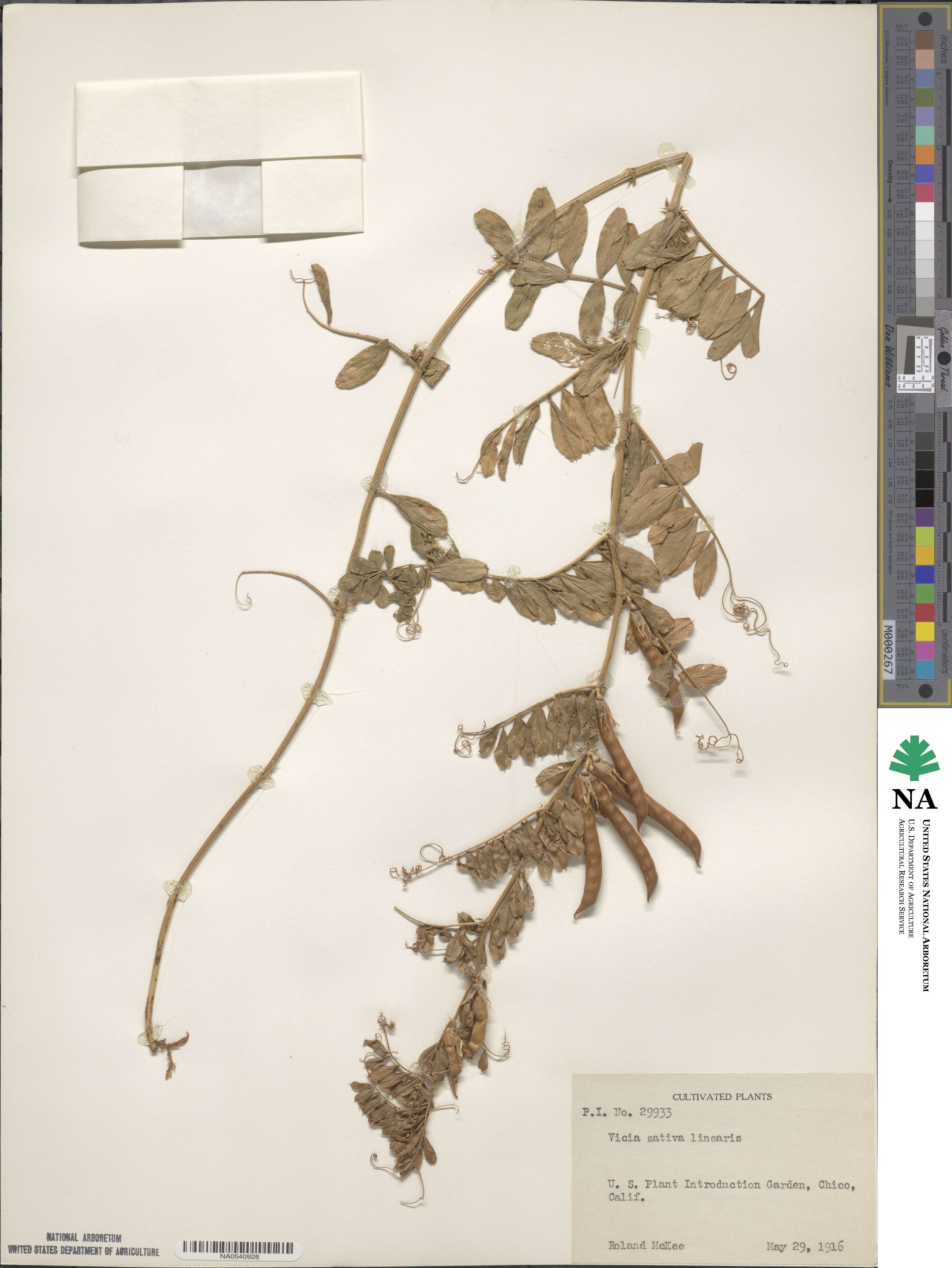 Vicia sativa subsp. sativa image
