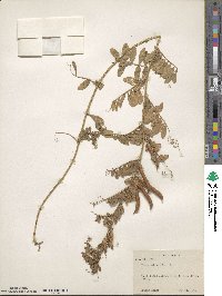 Vicia sativa image