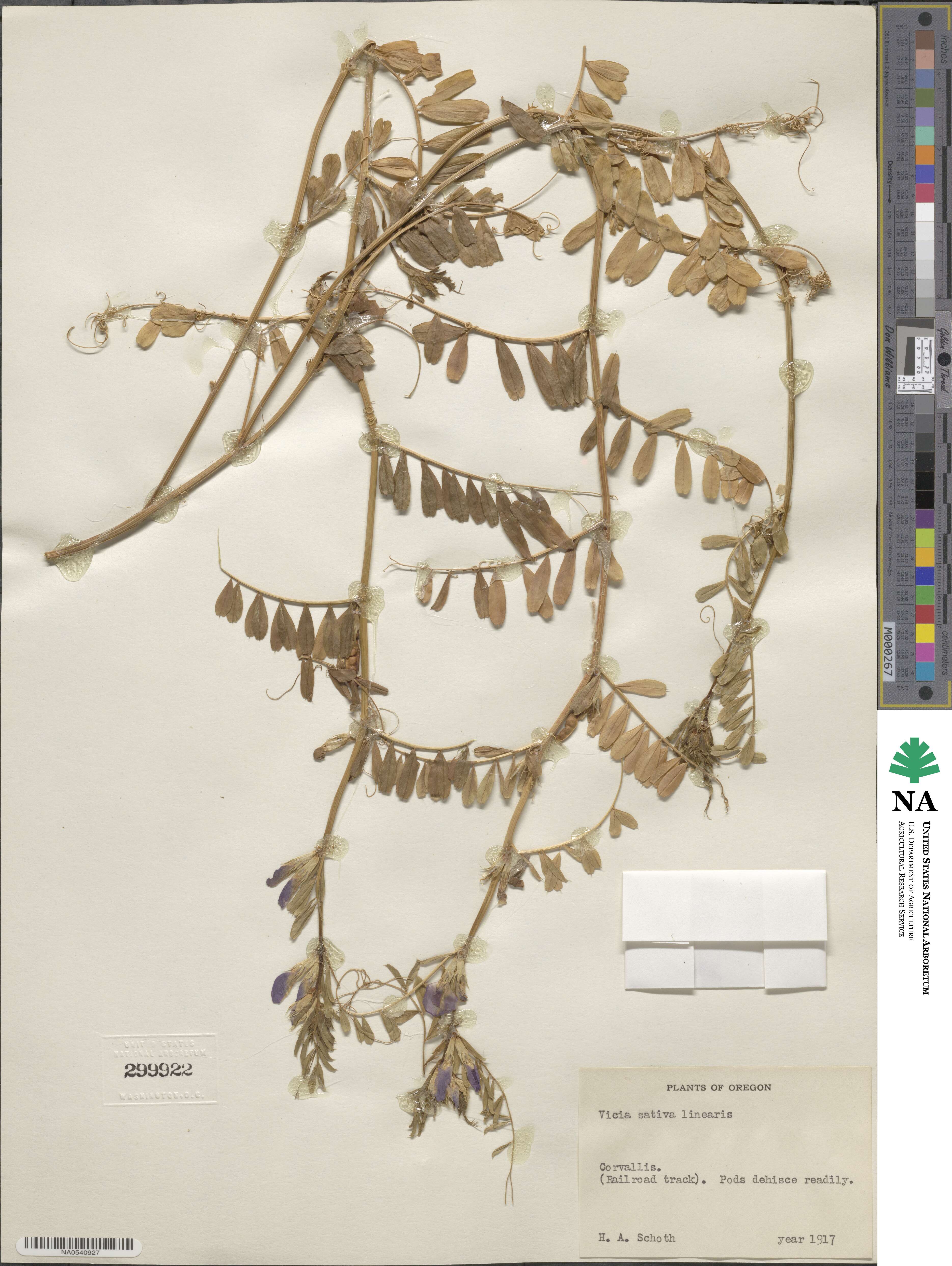 Vicia sativa subsp. sativa image