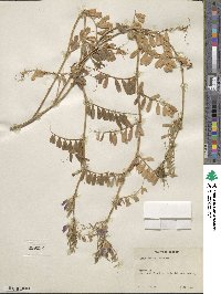 Vicia sativa image