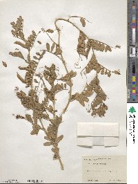 Vicia sativa subsp. sativa image