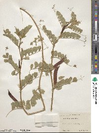 Vicia sativa subsp. macrocarpa image