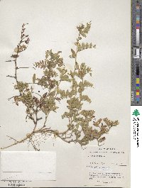 Vicia sepium image