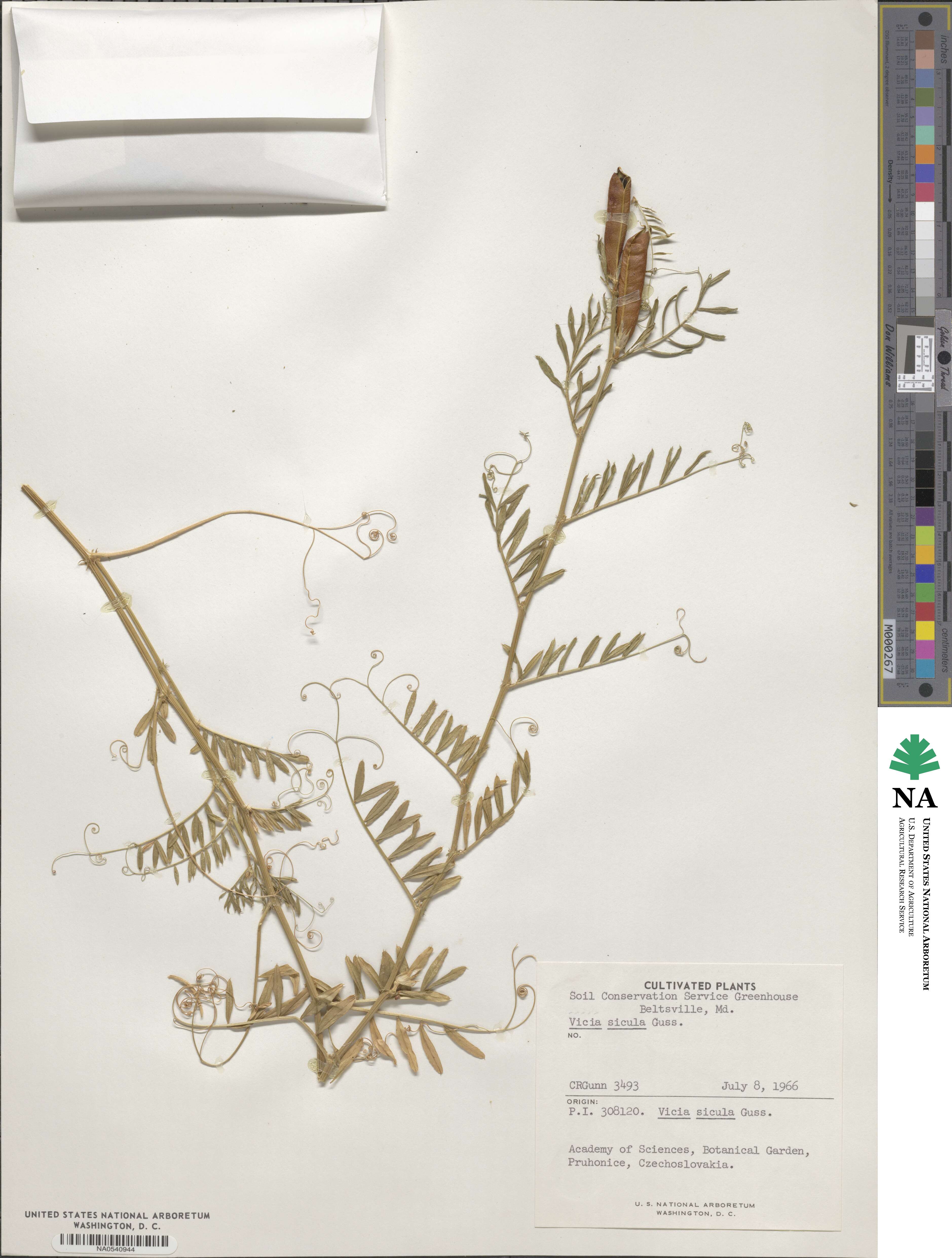 Vicia sicula image