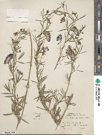Vicia sicula image