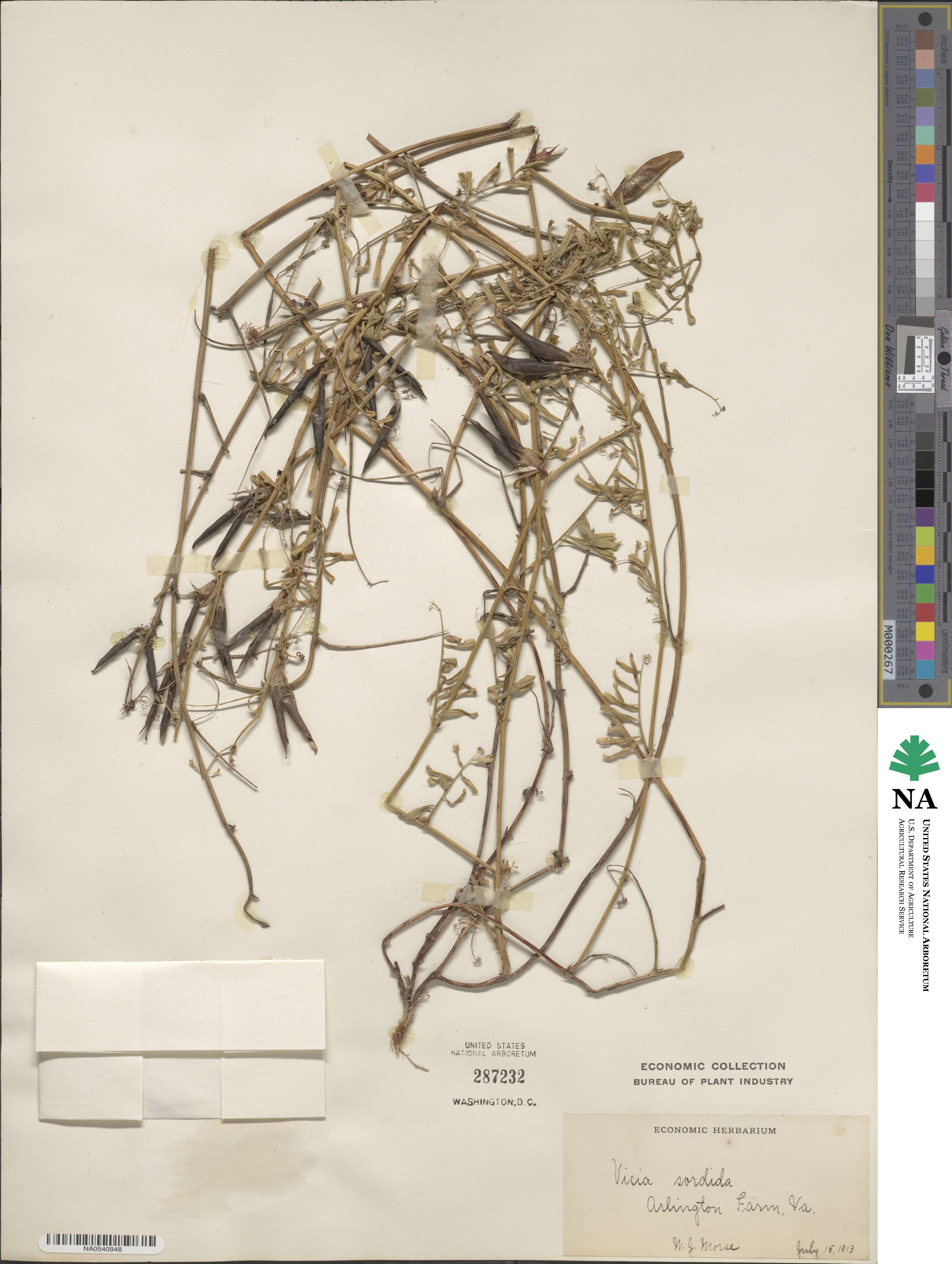 Vicia sordida image