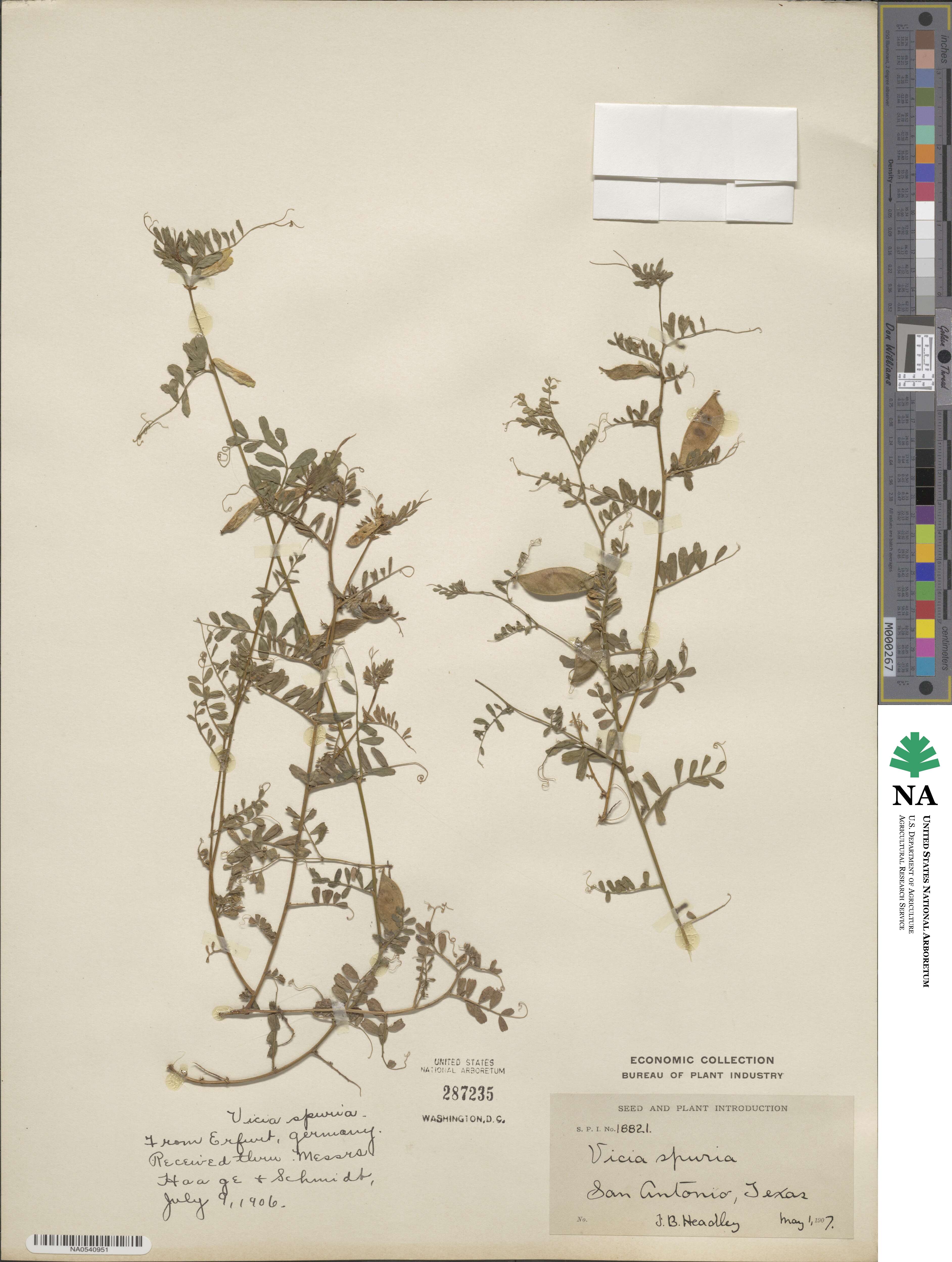 Vicia hybrida image