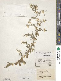 Vicia pannonica image