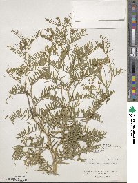 Vicia tenuifolia image