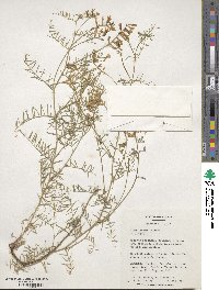 Vicia tenuifolia image