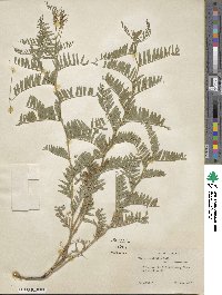 Vicia tenuifolia image