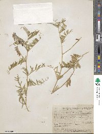 Vicia tenuifolia image