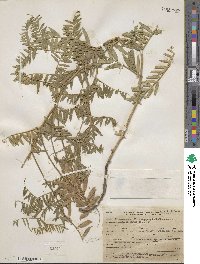 Vicia tenuifolia image