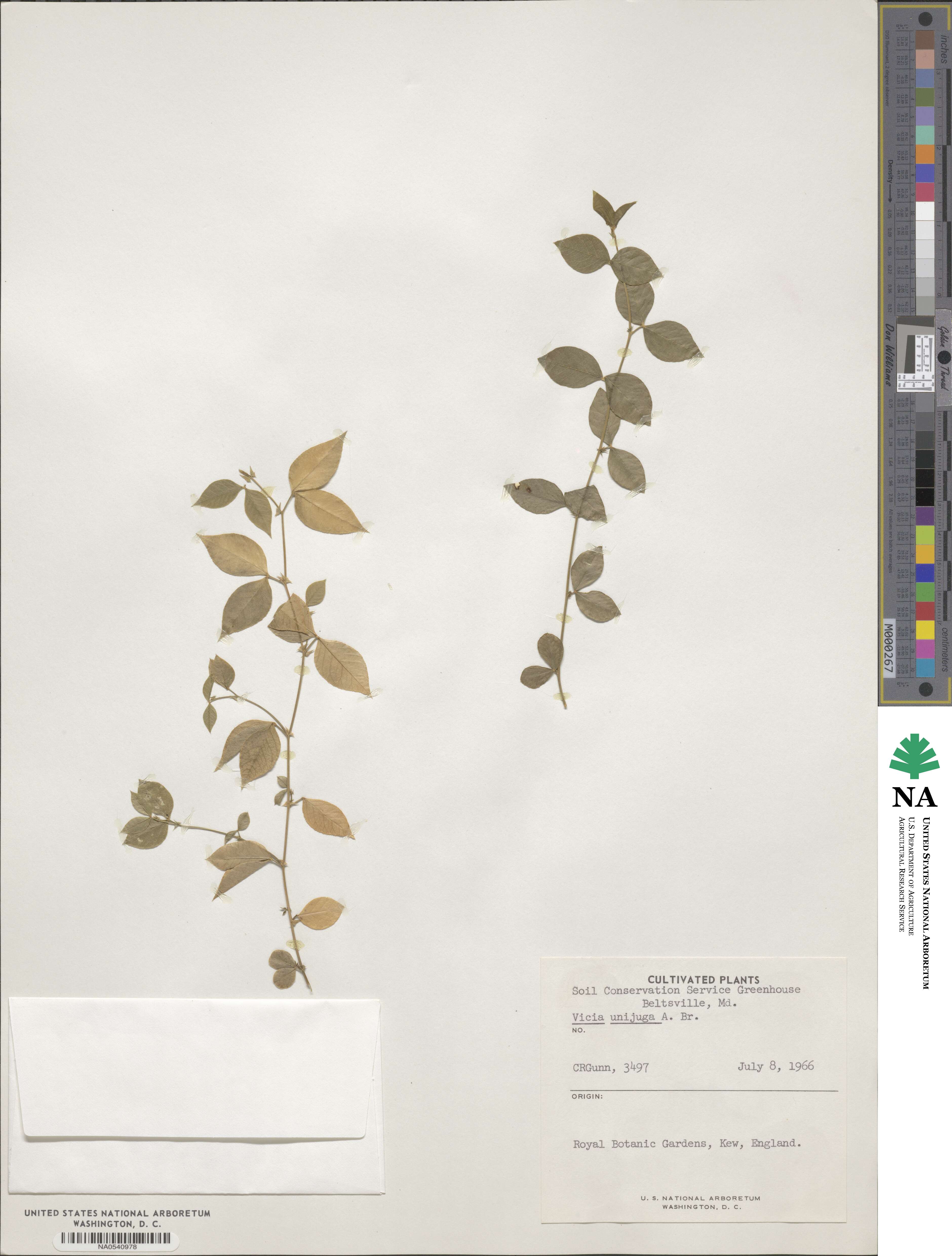 Vicia unijuga image
