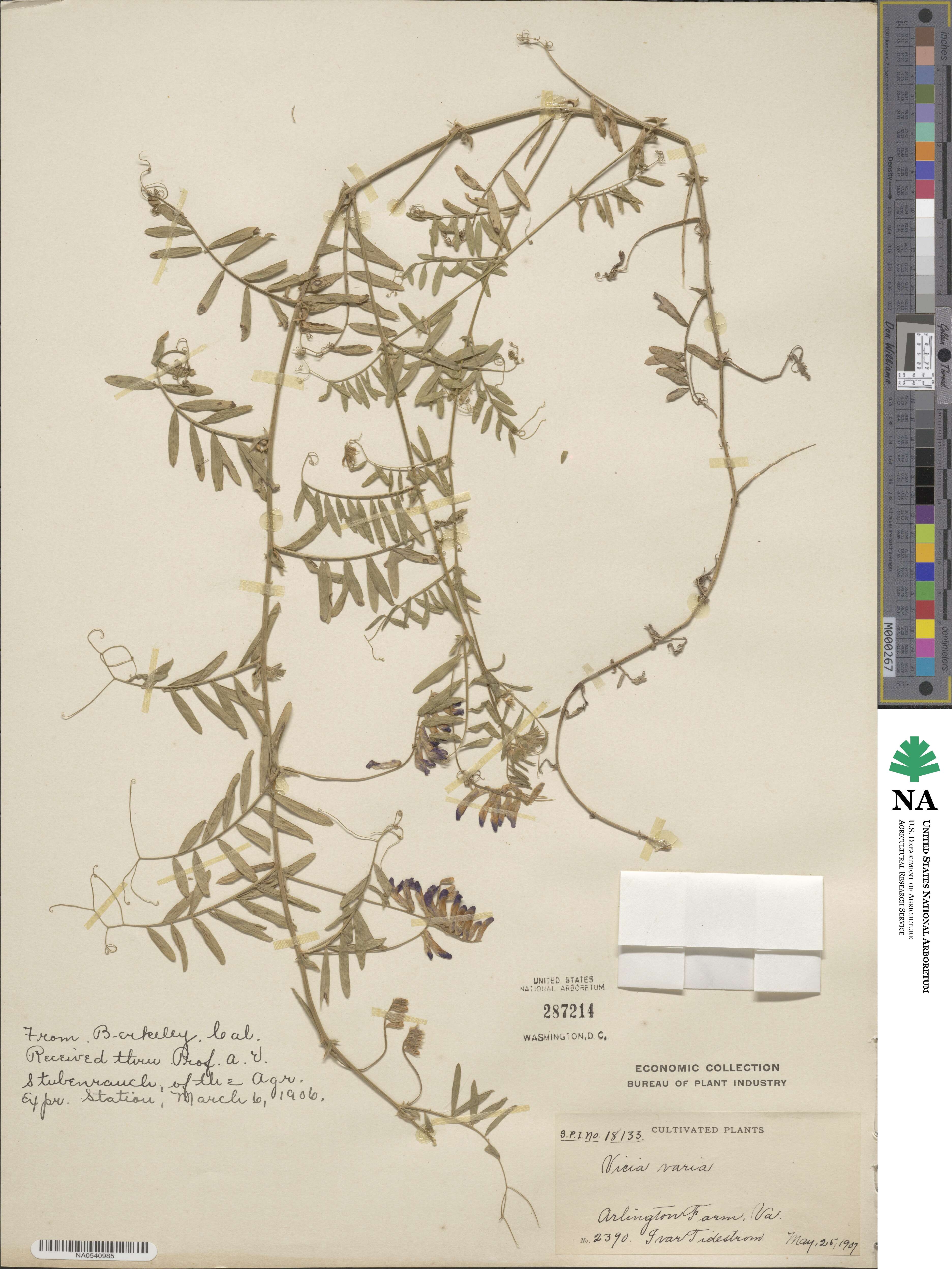 Vicia villosa subsp. varia image