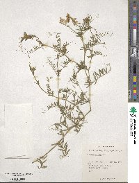 Vicia villosa image