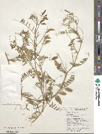 Vicia villosa image