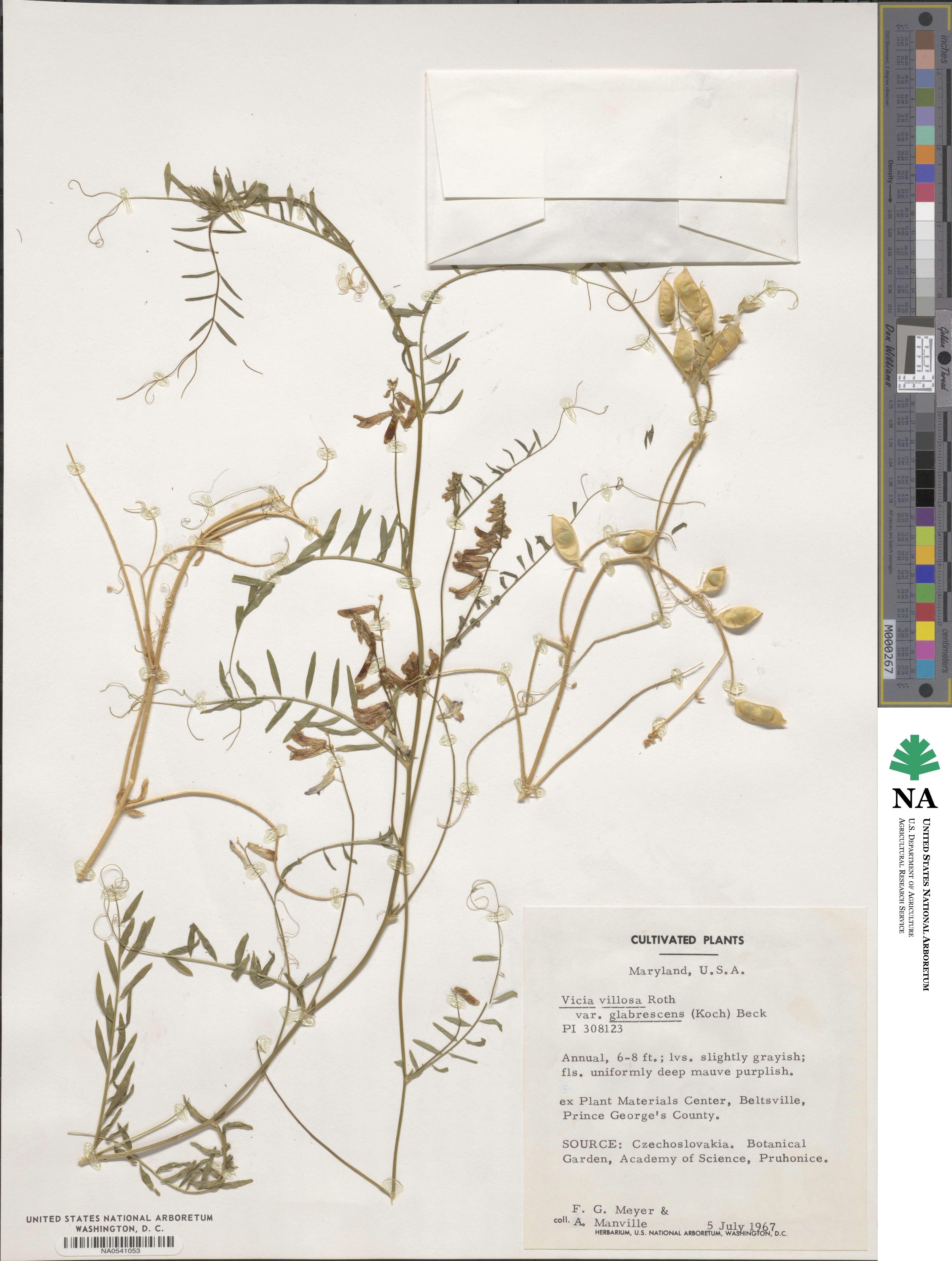 Vicia villosa subsp. varia image
