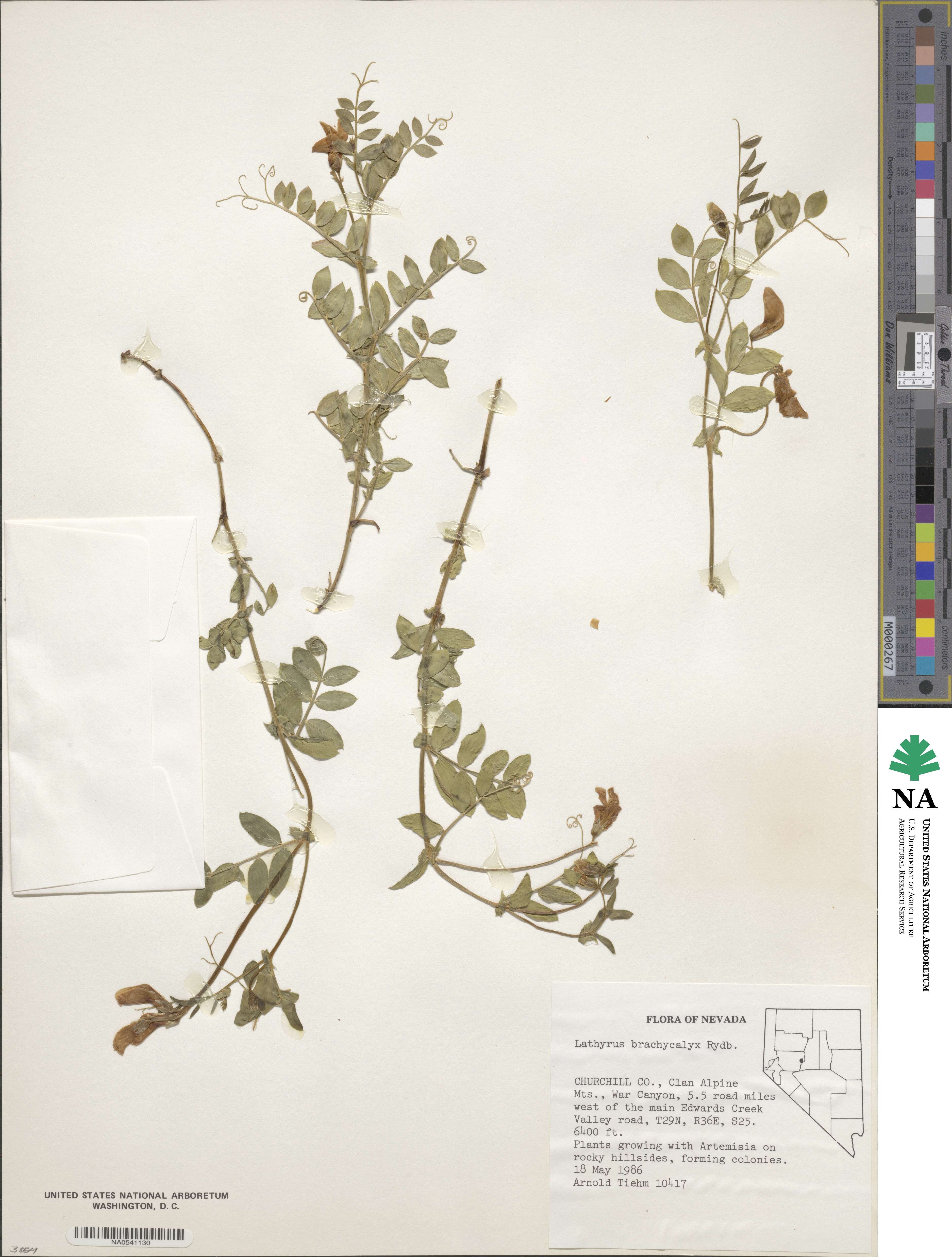 Lathyrus brachycalyx image