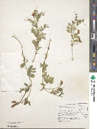 Lathyrus brachycalyx image