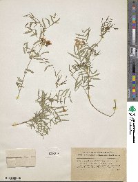 Image of Lathyrus brownii