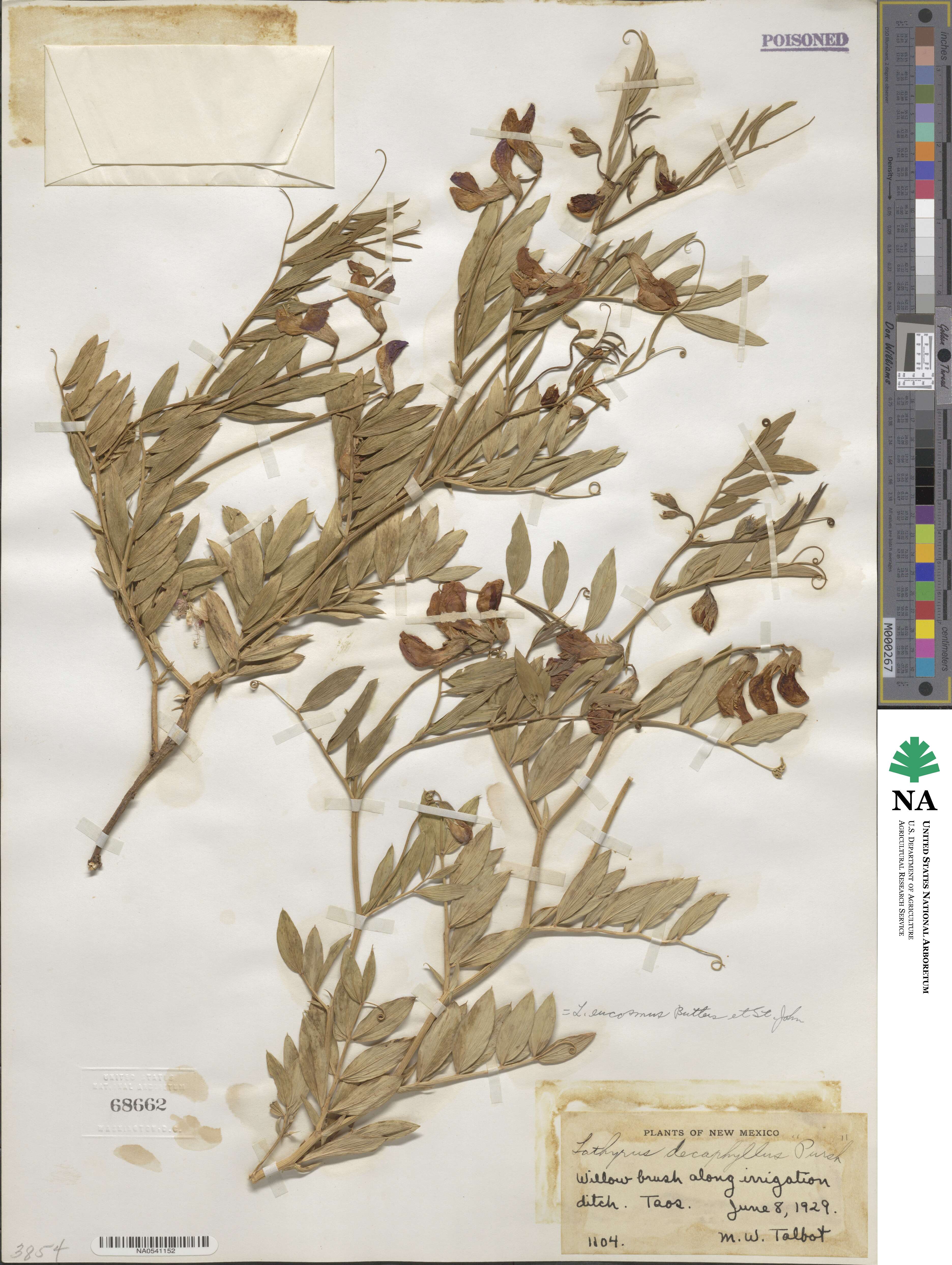 Lathyrus eucosmus image