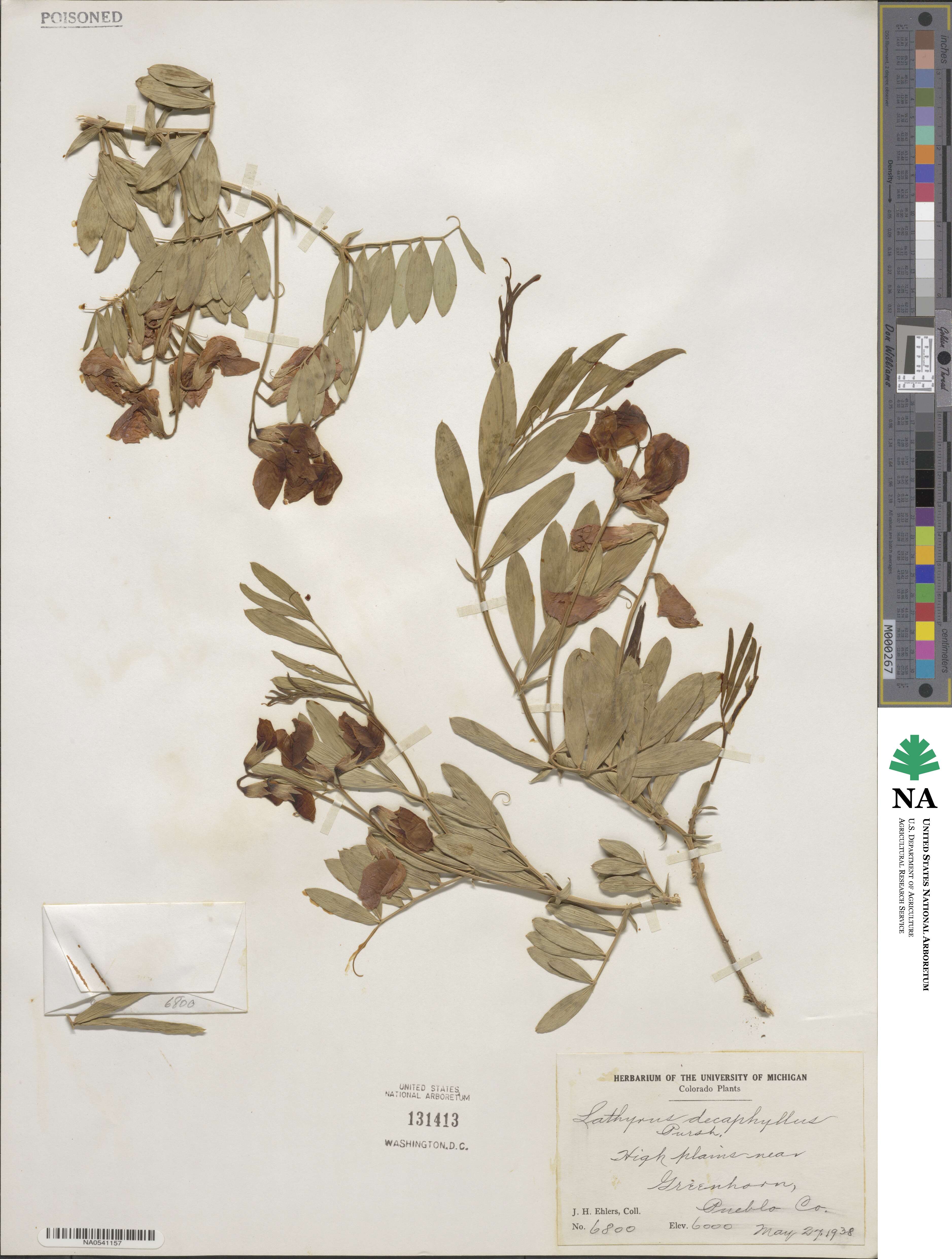 Lathyrus eucosmus image