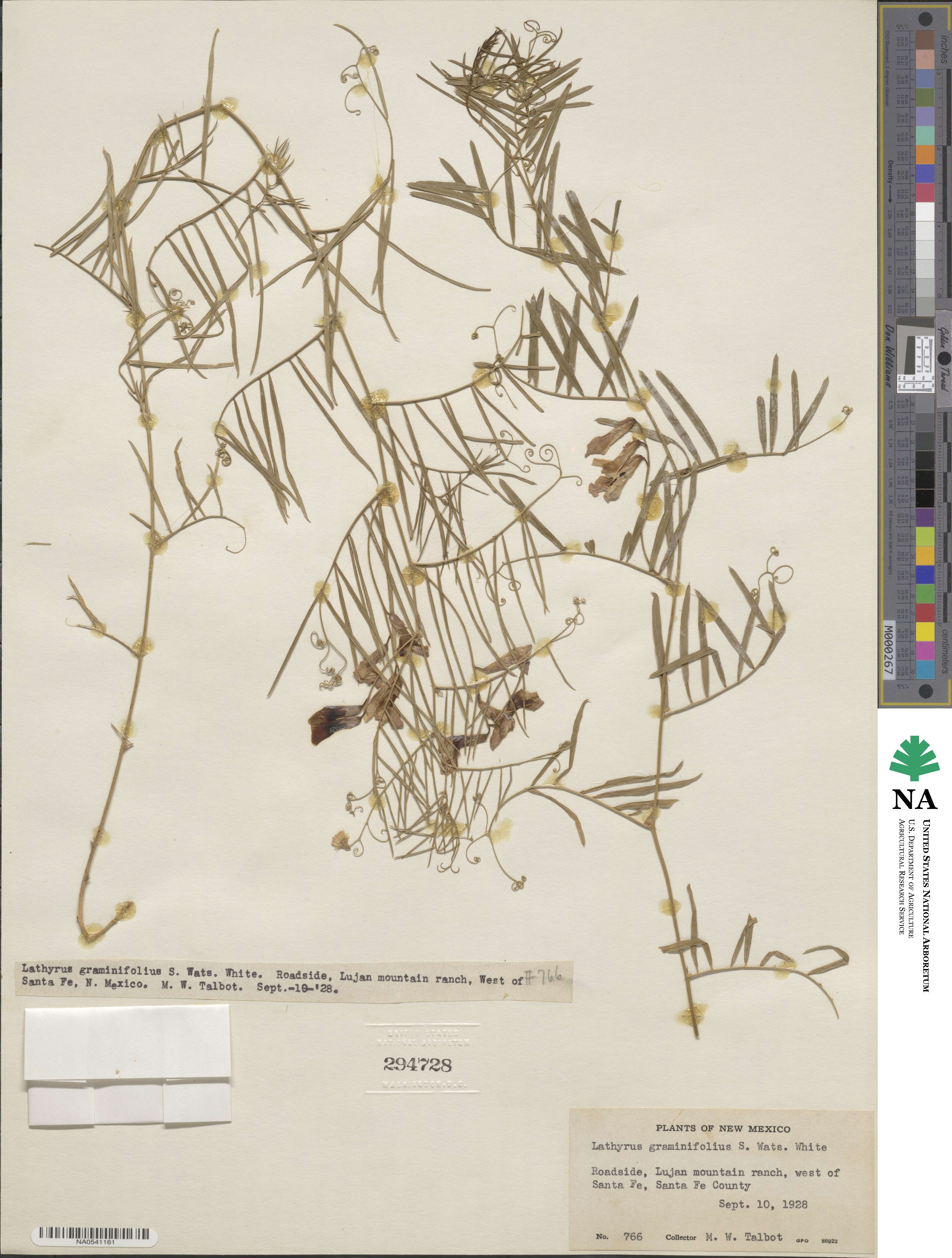 Lathyrus graminifolius image