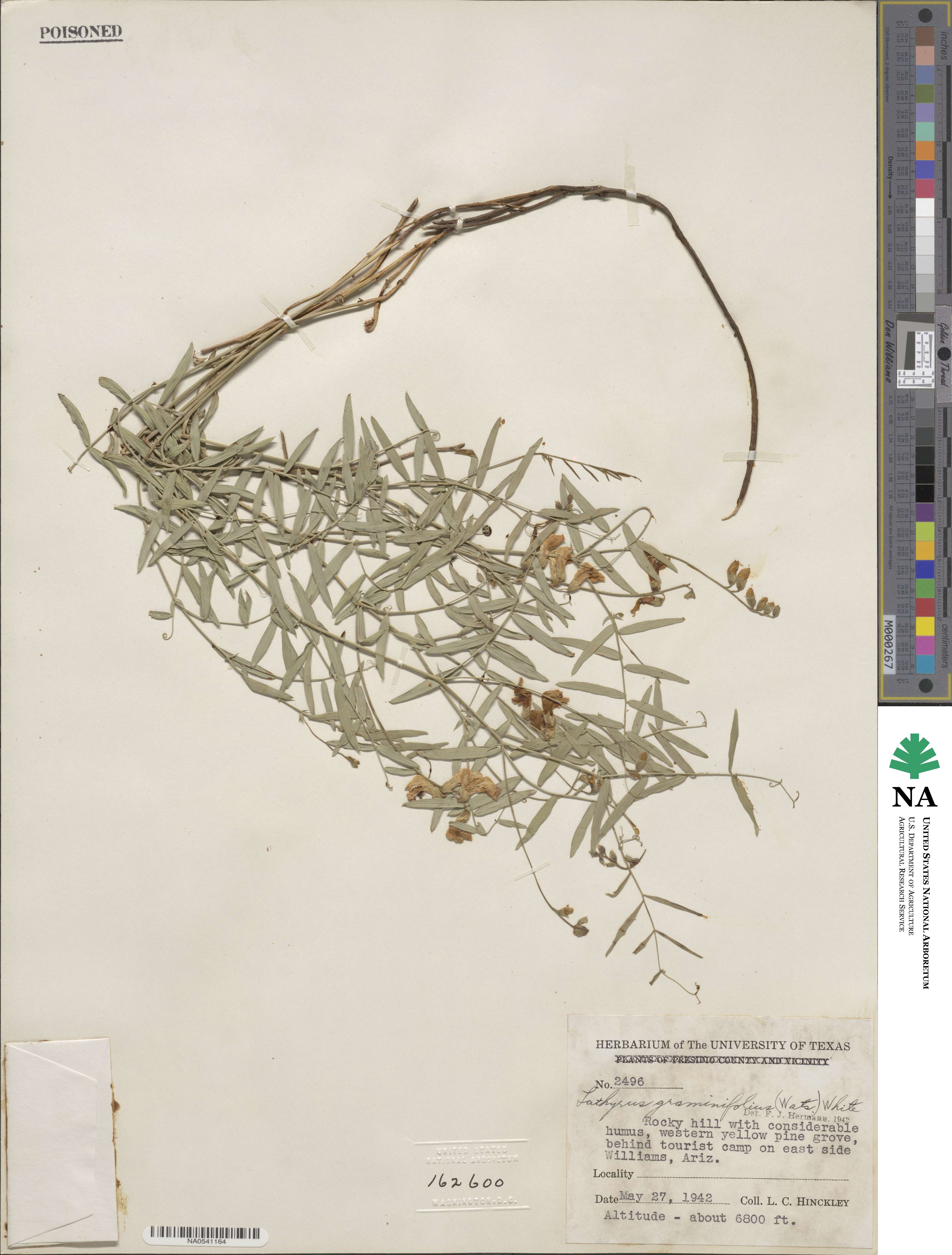 Lathyrus graminifolius image